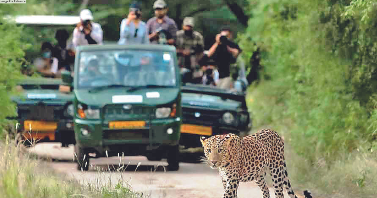 Two Jhalana routes open again for evening safari
